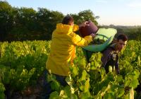 DOMAINE JULIEN BRAUD