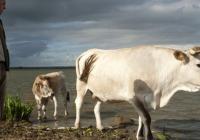 La Vache Nantaise